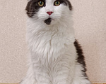 Кошки в Москве: Котик мейн-кун Девочка, 100 000 руб. - фото 1