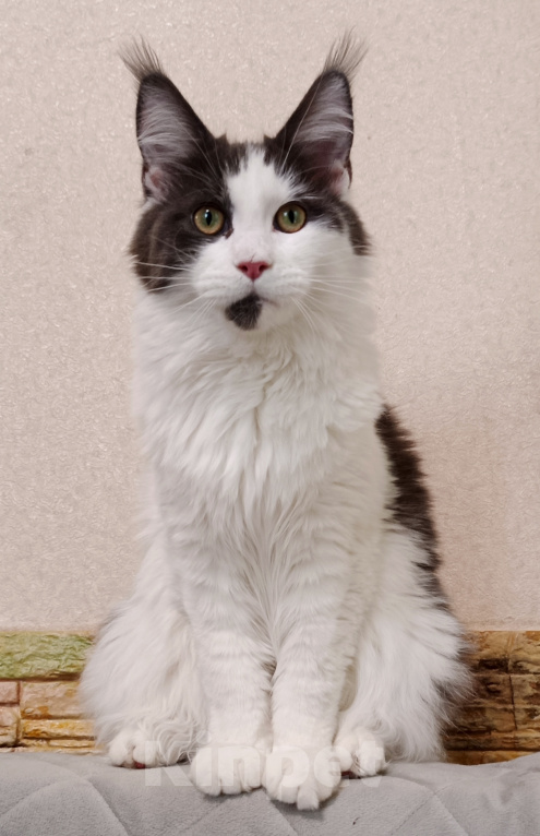 Кошки в Москве: Котик мейн-кун Девочка, 100 000 руб. - фото 1