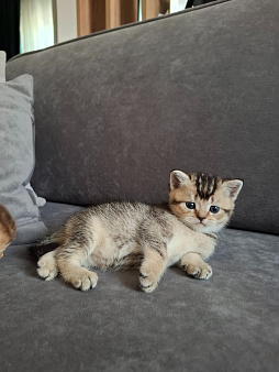 Шотландский прямоухий короткошерстый котенок