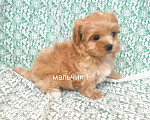 Собаки в Москве: мальчик мальтипу Мальчик, 75 000 руб. - фото 1