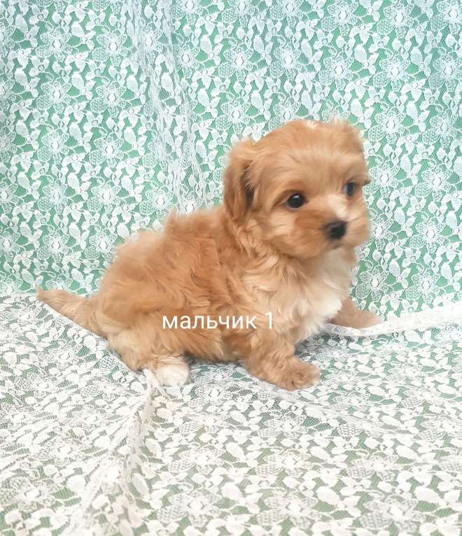 Собаки в Москве: мальчик мальтипу Мальчик, 75 000 руб. - фото 1