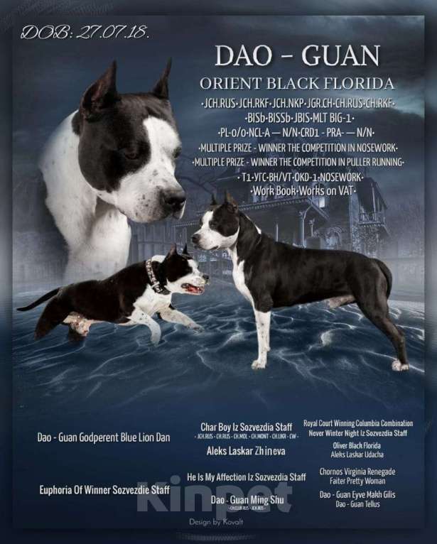 Собаки в Пушкино: черный брутал Мальчик, 50 000 руб. - фото 4