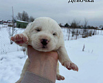 Собаки в Ликино-Дулево: Щенки алабая Мальчик, 15 000 руб. - фото 7