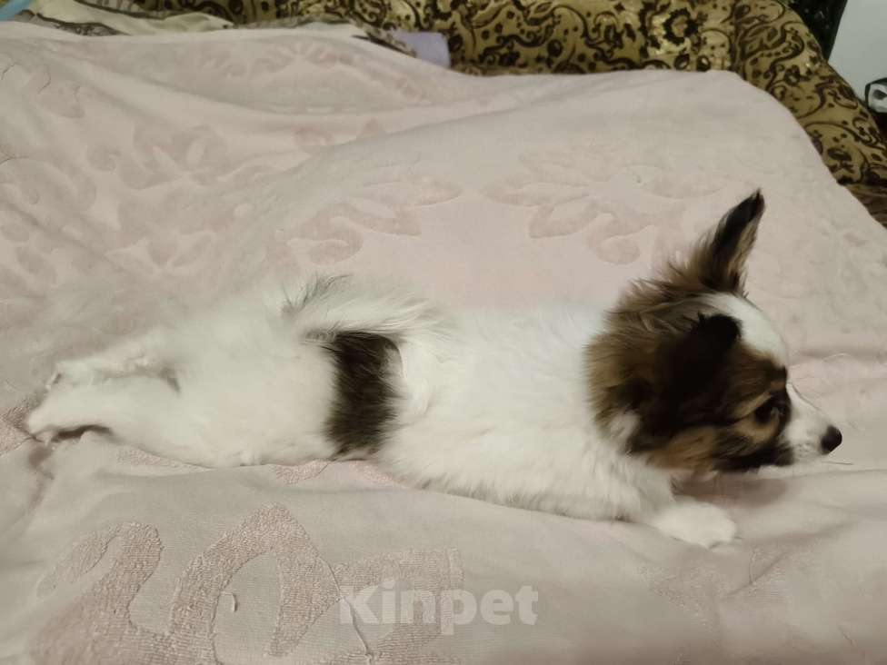 Собаки в Приморско-Ахтарске: Мальчик папийон Мальчик, 20 000 руб. - фото 6