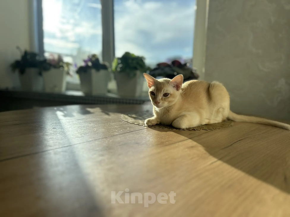 Кошки в Воронеже: Котенок Европейская бурма Мальчик, Бесплатно - фото 5