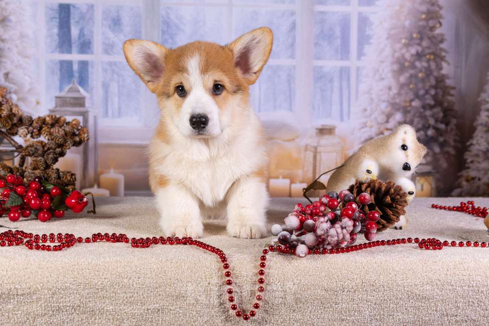 Собаки в других городах Ярославской области: Вита Приора Матяш Мальчик, 80 000 руб. - фото 5