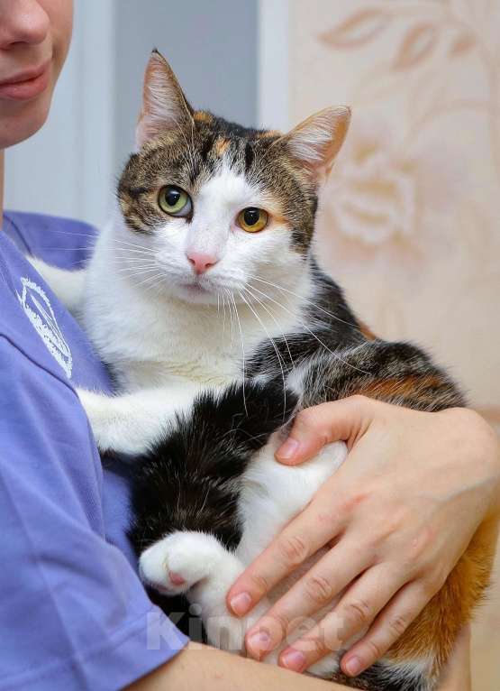 Кошки в Санкт-Петербурге: Кошка Курочка  Девочка, Бесплатно - фото 3