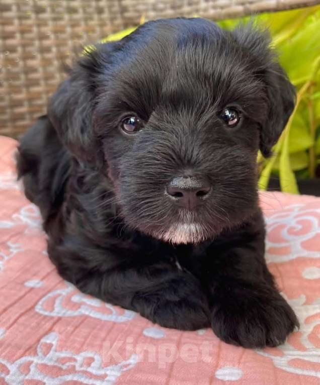 Собаки в Москве: Цвергшнауцер Мальчик, 18 000 руб. - фото 2