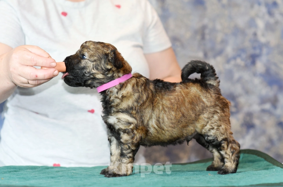 Собаки в Москве: Щенок фиолетовая лента  пуми  Мальчик, 90 000 руб. - фото 2