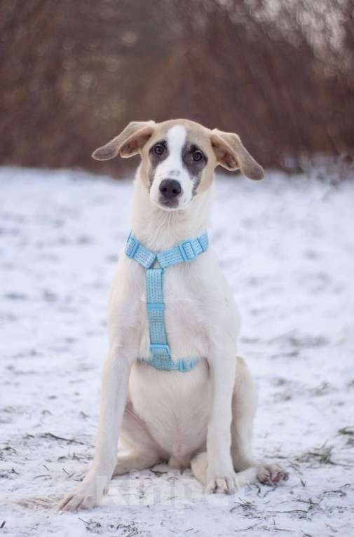 Собаки в Москве: Необычного окраса Стич в поисках дома Мальчик, Бесплатно - фото 4