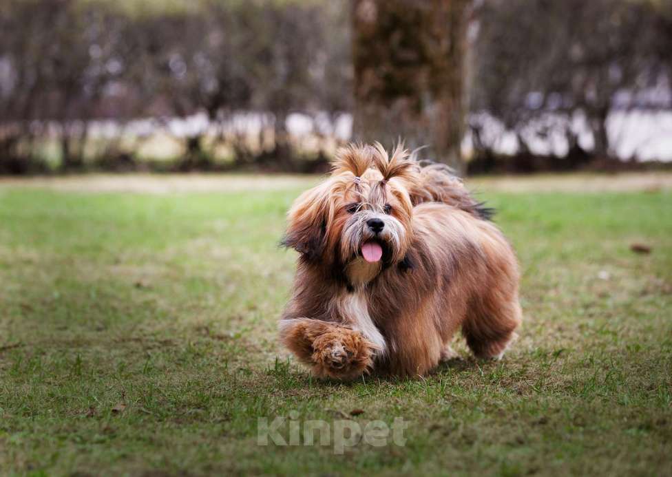 Собаки в Смоленске: Лхасский апсо щенки подрощенные кобели Мальчик, 40 000 руб. - фото 6
