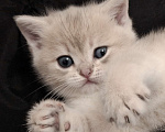 Кошки в Москве: Шотланская кошечка "голубое золото" Девочка, 37 000 руб. - фото 1