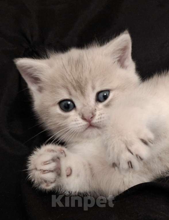 Кошки в Москве: Шотланская кошечка "голубое золото" Девочка, 37 000 руб. - фото 1