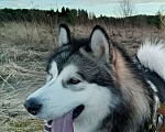 Собаки в других городах Карелии: Аляскинский маламут ищет дом Мальчик, Бесплатно - фото 1
