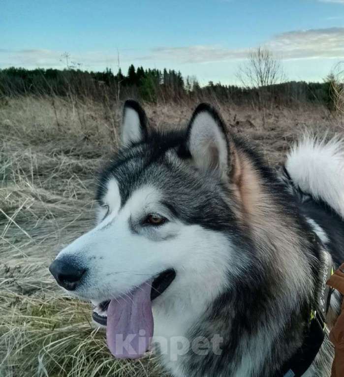 Собаки в других городах Карелии: Аляскинский маламут ищет дом Мальчик, Бесплатно - фото 1