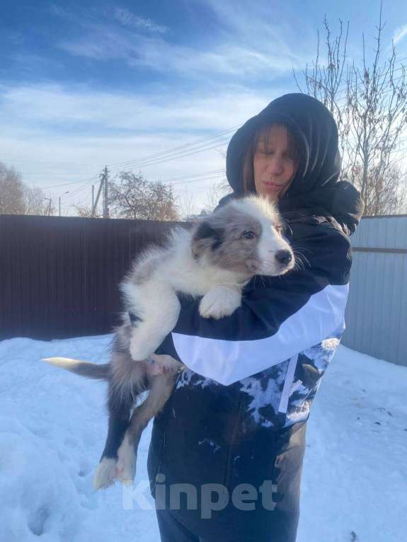 Собаки в Липецке: Бордер Колли щенки Мальчик, 95 000 руб. - фото 5