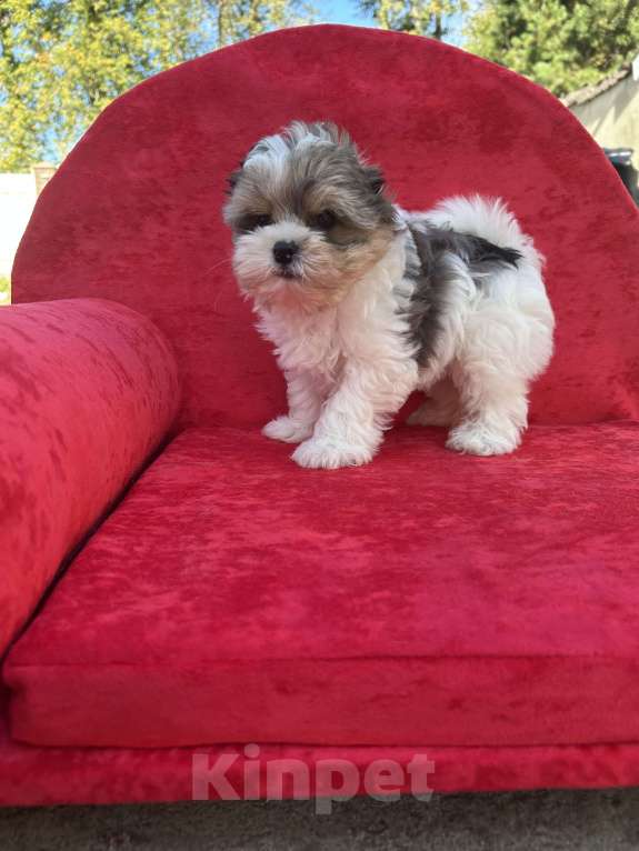 Собаки в других городах Московской области: Белый Мальчик, 35 000 руб. - фото 6