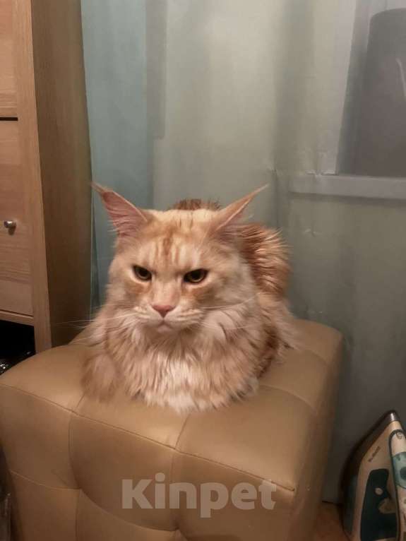 Кошки в Москве: Пропал Ганеша Мальчик, 10 000 руб. - фото 2