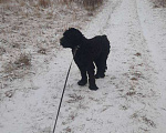Собаки в Москве: Русский черный терьер в добрые руки Мальчик, Бесплатно - фото 8