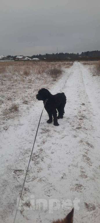 Собаки в Москве: Русский черный терьер в добрые руки Мальчик, Бесплатно - фото 8