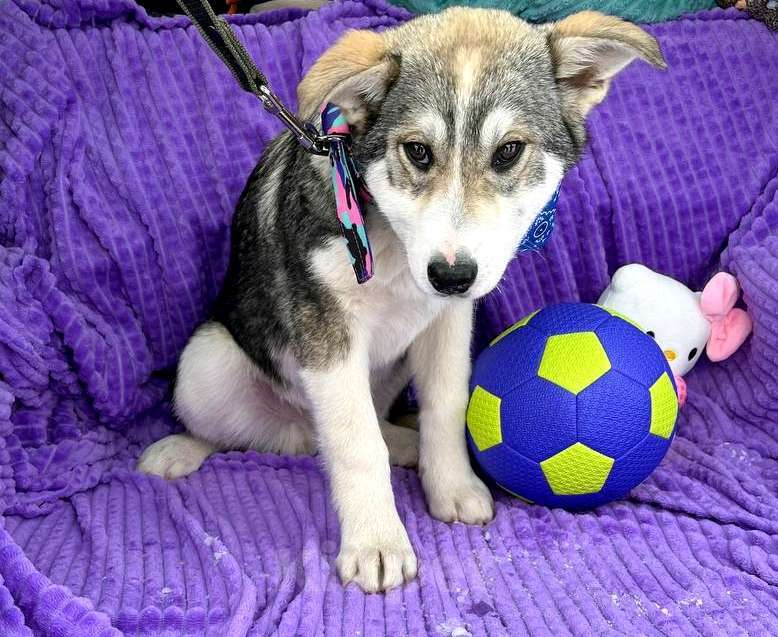 Собаки в Москве: Щенок в добрые руки Мальчик, Бесплатно - фото 1