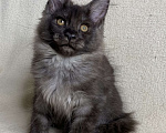 Кошки в Дмитрове: Черная дымчатая девочка мейн кун Vlasta Девочка, 40 000 руб. - фото 4