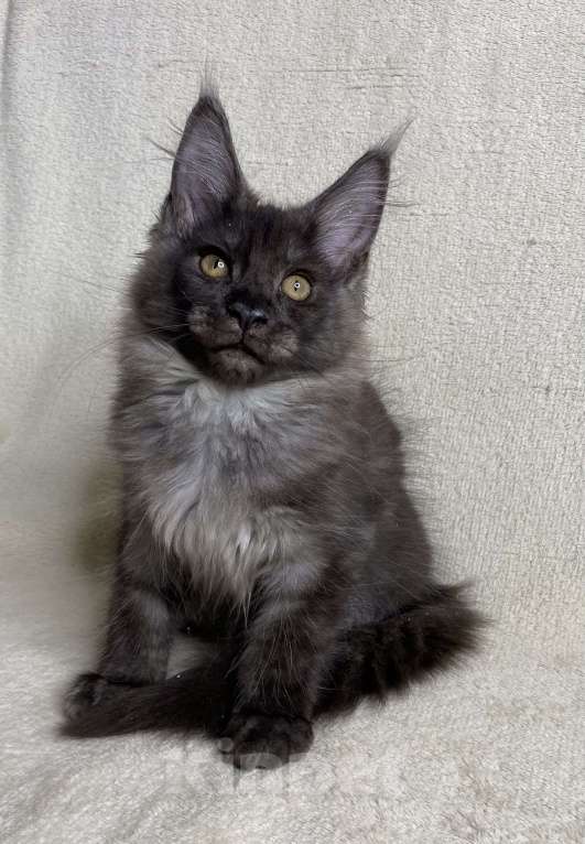 Кошки в Дмитрове: Черная дымчатая девочка мейн кун Vlasta Девочка, 40 000 руб. - фото 4