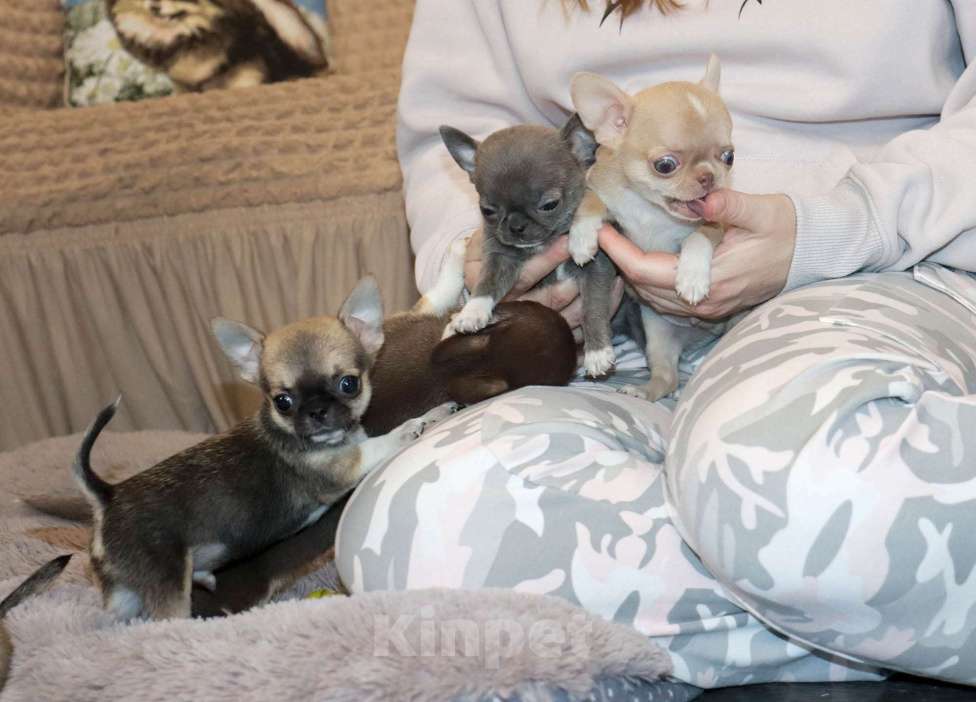 Собаки в Москве: Мини чихуахуа Мальчик, 55 000 руб. - фото 4