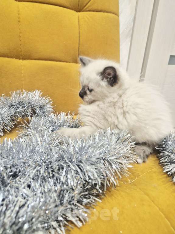 Кошки в Москве: Милейшая девочка Рэгдолл Девочка, 70 000 руб. - фото 7