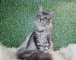 Кошки в Лодейном Поле: Кошка Мейн-Кун Руна  Девочка, 13 000 руб. - фото 7