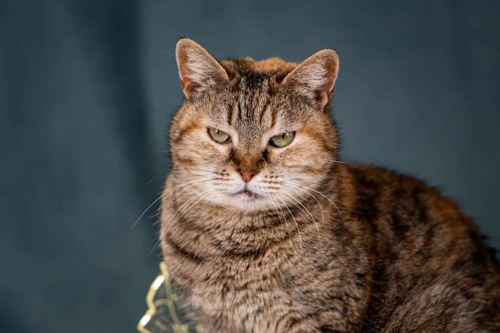 Кошки в Клине: Мадам — необычная кошечка Девочка, Бесплатно - фото 9