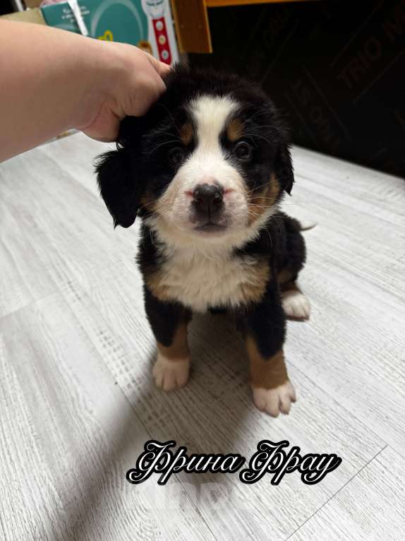 Собаки в Екатеринбурге: Бернский зенненхунд Девочка, 70 000 руб. - фото 8