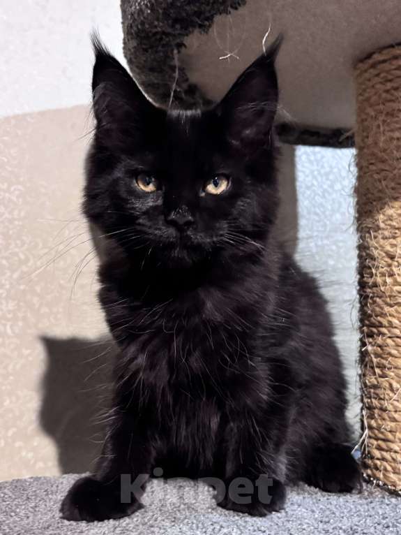 Кошки в Петергофе: Девулечка Девочка, 45 000 руб. - фото 5