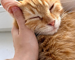 Кошки в Мытищах: Котенок в добрейшие руки Мальчик, Бесплатно - фото 4