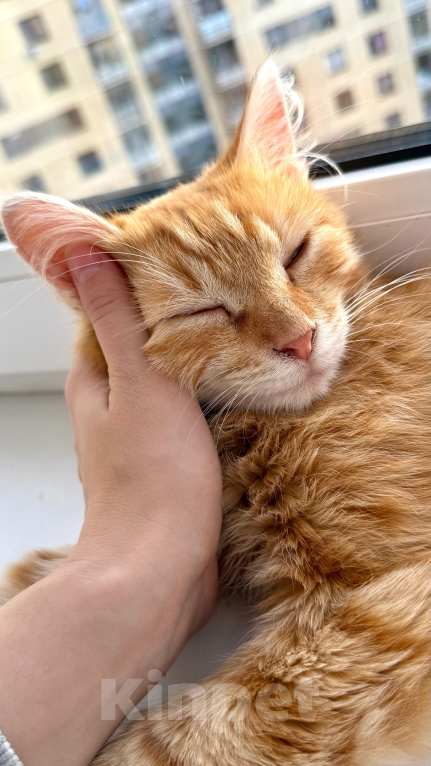 Кошки в Мытищах: Котенок в добрейшие руки Мальчик, Бесплатно - фото 4
