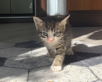 Кошки в Домодедово: Котята в добрые руки Мальчик, Бесплатно - фото 5