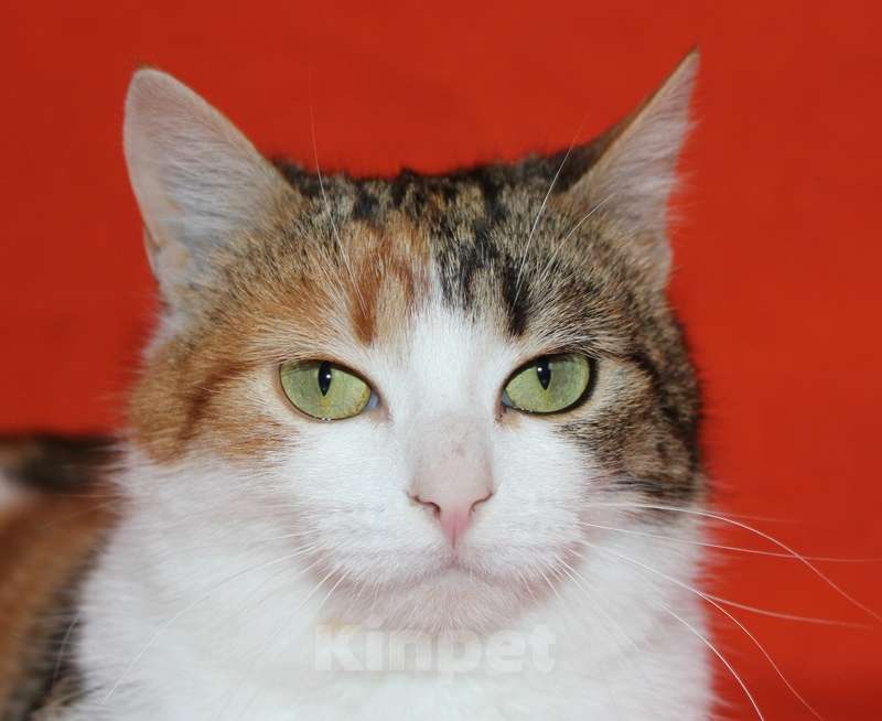 Кошки в Москве: Милая трехцветная кошка Мила в добрые руки Девочка, Бесплатно - фото 1