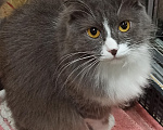 Кошки в Шахте: Добро пожаловать в котячий детский сад! У меня тут счастье на любой вкус! Девочка, Бесплатно - фото 7