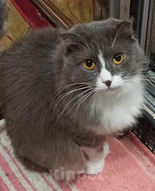 Кошки в Шахте: Добро пожаловать в котячий детский сад! У меня тут счастье на любой вкус! Девочка, Бесплатно - фото 7