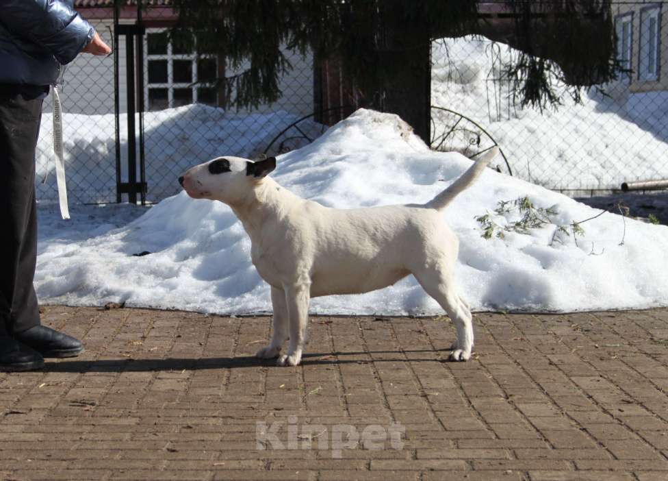 Собаки в Москве: Бультерьер Зара Девочка, 150 000 руб. - фото 6