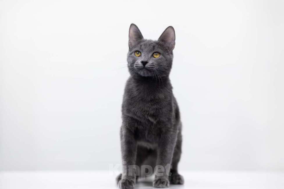 Кошки в Москве: Алекса Девочка, Бесплатно - фото 2