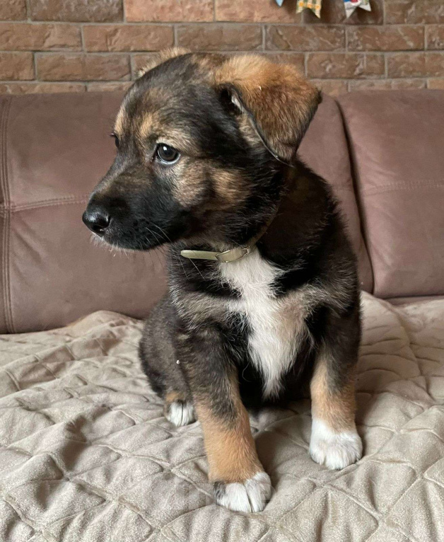 Собаки в Новосибирске: Щенок девочка в поисках дома Девочка, Бесплатно - фото 2