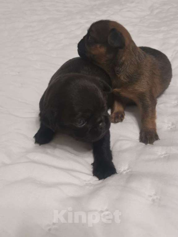 Собаки в Ярославле: Пти брабансон Девочка, 30 000 руб. - фото 1