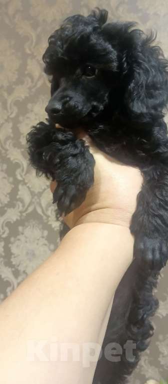 Собаки в других городах Ленинградской области: Мальчик Мальчик, 50 000 руб. - фото 3