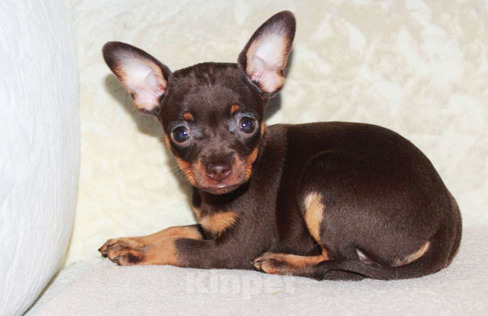 Собаки в Волгограде: Девочка горький шоколад Девочка, 17 000 руб. - фото 6