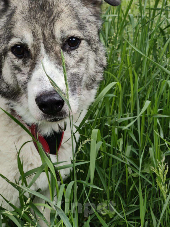 Собаки в Москве: Добрая собака Варя ищет дом Девочка, Бесплатно - фото 1