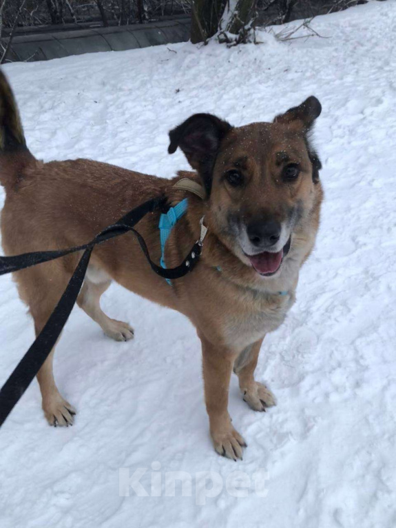 Собаки в Москве: Очаровательный ушастик Лёня из приюта Мальчик, Бесплатно - фото 3