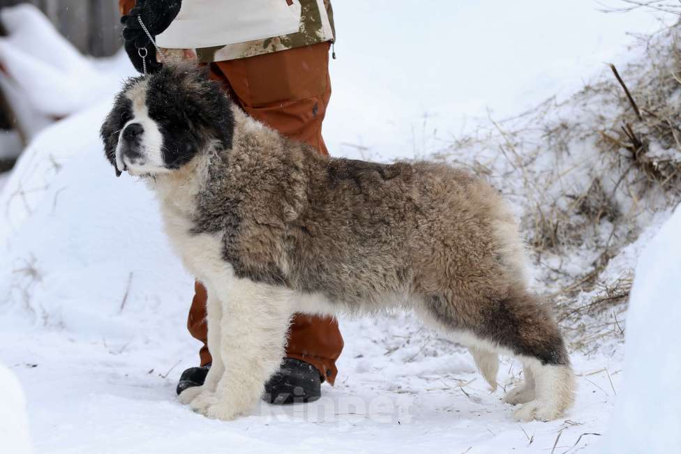 Собаки в Костроме: Щенки сенбернара, великан, друг, силач, сторож Разнополые, Бесплатно - фото 8