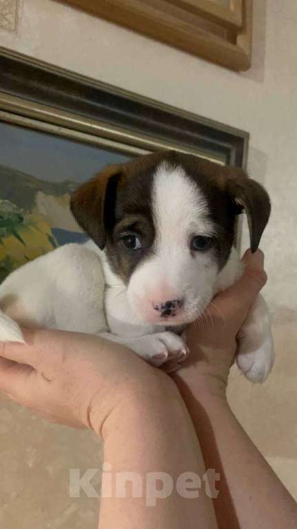 Собаки в Москве: Умка ждет свою семью, ищет добрый дом Девочка, Бесплатно - фото 4