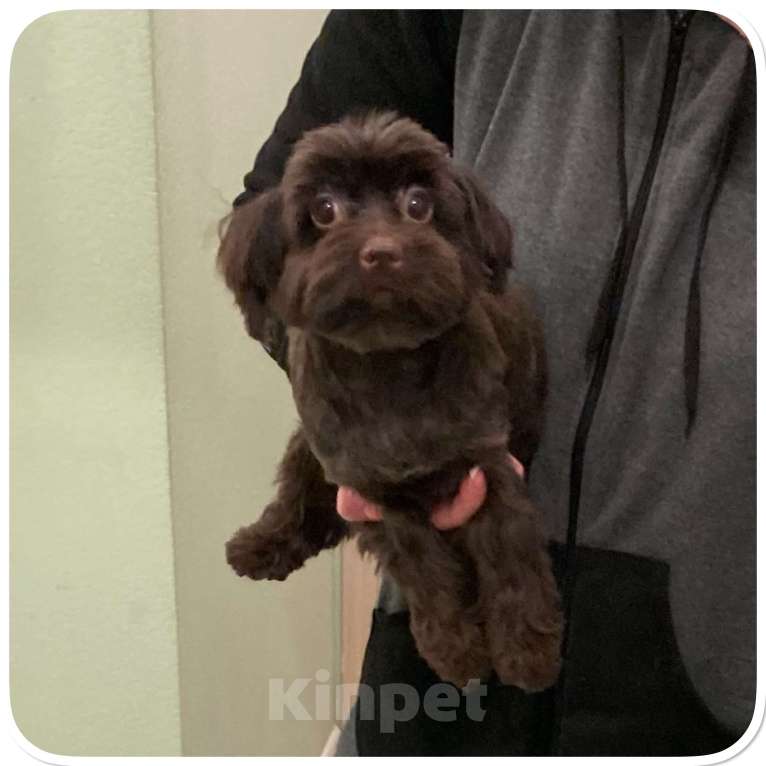 Собаки в Москве: Йорк горький шоколад девочка взрослая крупная Девочка, 49 000 руб. - фото 6